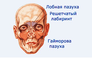 Лобная пазуха Лобная пазуха
