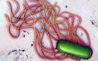 Хламидии Причины болезни