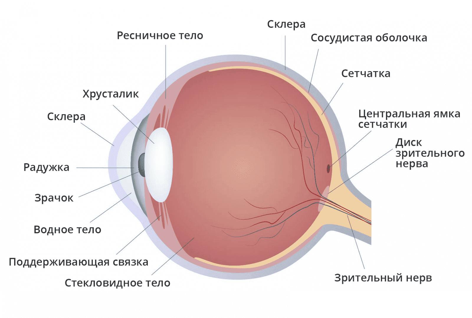 анатомическое строение глаза