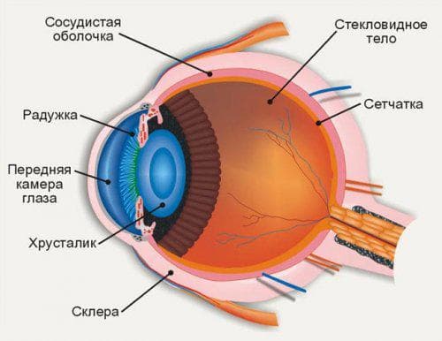 анатомическое строение глаза