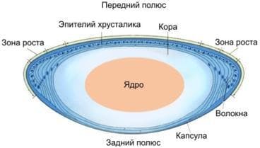 Лечение катаракты у пожилых людей: симптомы и профилактика, народными средствами, без операции, отзывы вылечившихся, лекарственными средствами