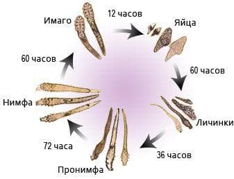 demodex-glaz-razvitie-kleshchei