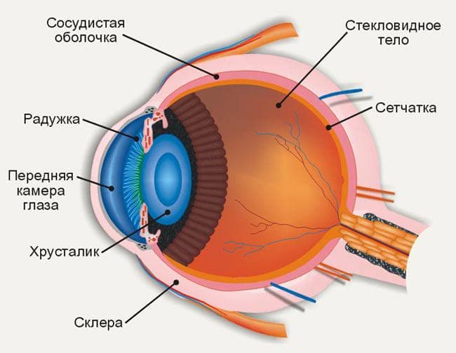 как устроен человеческий глаз
