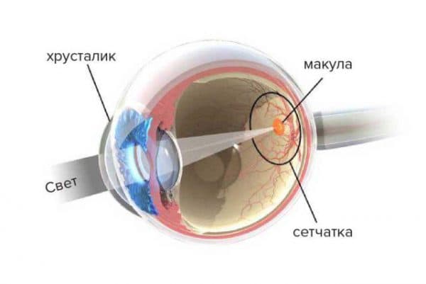 сетчатка