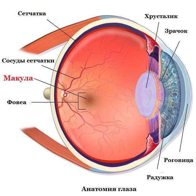 отслойка сетчатки глаза, изображение на сетчатке глаза, заболевания сетчатки глаза, как лечить глаза, болезни сетчатки глаза, лечение сетчатки глаза, макулодистрофия сетчатки глаза, строение сетчатки глаза, сетчатка глаза лечение народными средствами