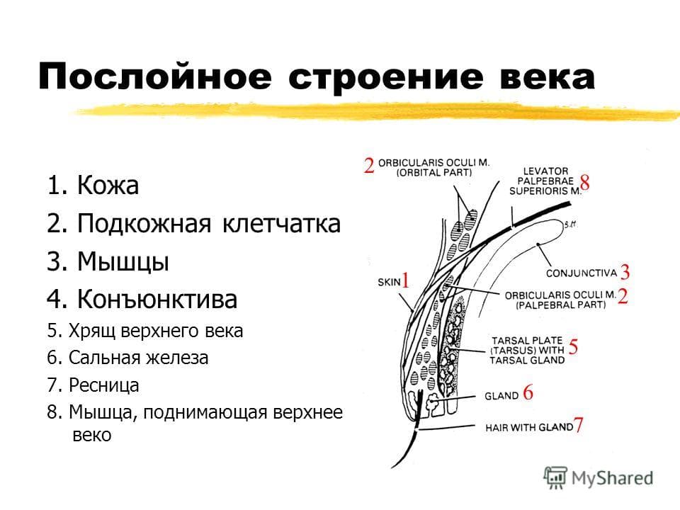 строение века