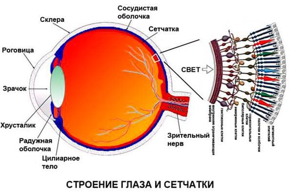 Анатомическое строение глаза