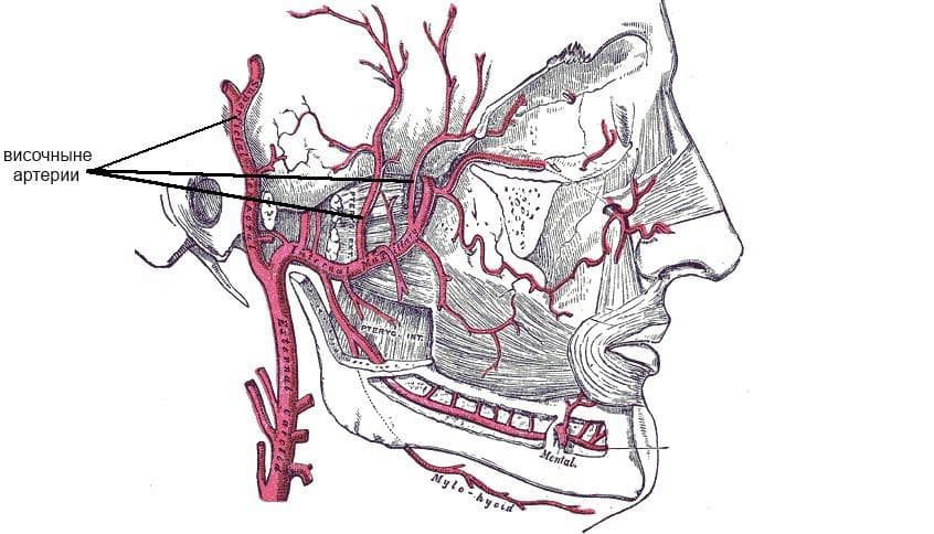 visochnyj-arteriit