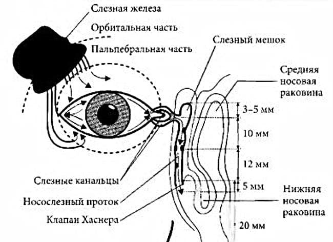 значение слезы